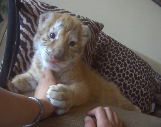 Tiger cub