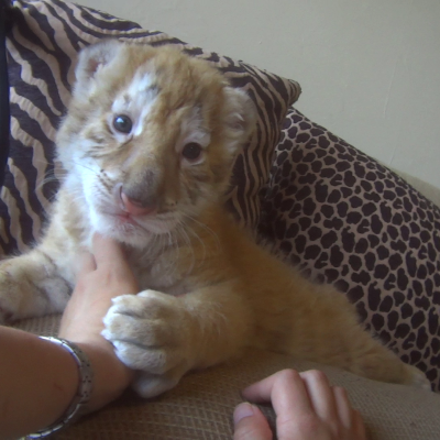 Tiger cub